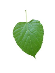 Mulberry leaves. Green leaves isolated on white background.