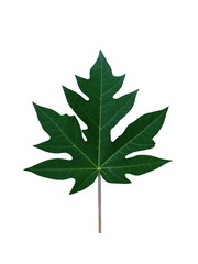 Papaya Leaf isolated on white background.