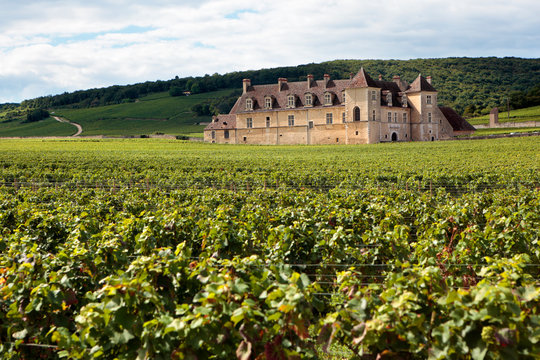 Vineyard chateau Burgundy, France