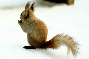 円山のエゾリス