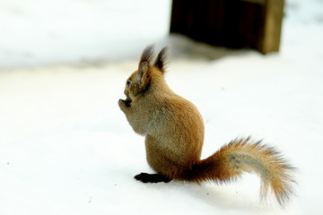 円山のエゾリス
