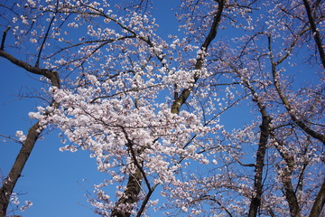 cherry blossoms in full bloom in a spring park