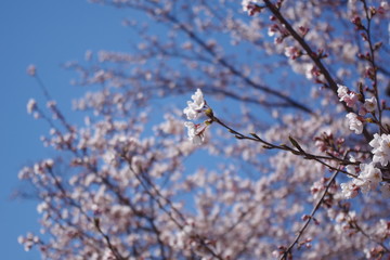 cherry blossoms in full bloom in a spring park