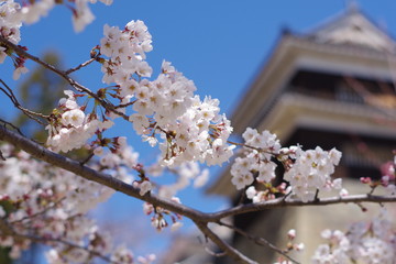 cherry blossoms in full bloom in a spring park