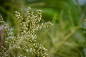 Flowers blooming during ever summer at Bali, Indonesia local floral