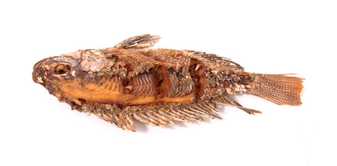 Fried tilapia isolated on white background
