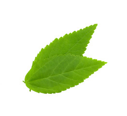 Obraz premium Green leaf isolated