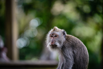 A monkey in Monkey Mountain, Bali, Indonesia