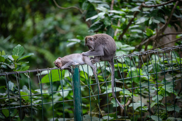 A monkey couple in Monkey Mountain, Bali, Indonesia