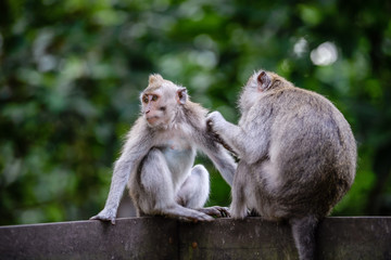 A monkey family in Monkey Mountain, Bali, Indonesia