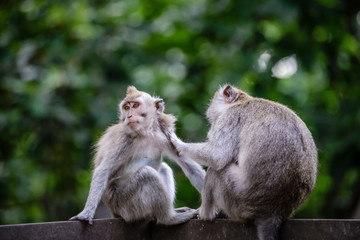 Naklejka na ściany i meble A monkey family in Monkey Mountain, Bali, Indonesia