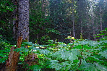 Dense foliage and big trees in rainforest of British Columbia.