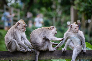 A monkey family in Monkey Mountain, Bali, Indonesia