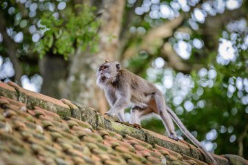 A monkey in Monkey Mountain, Bali, Indonesia