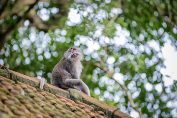 A monkey in Monkey Mountain, Bali, Indonesia