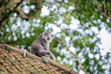 A monkey in Monkey Mountain, Bali, Indonesia