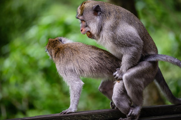 A monkey couple is mating at Monkey Mountain, Bali, Indonesia
