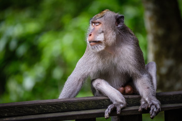 A monkey in Monkey Mountain, Bali, Indonesia