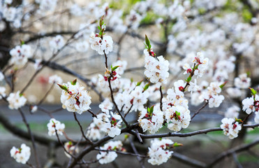 Blossoming cherry trees in spring. Sakura branches with sunlight. Nature background. Selective focus on buds.