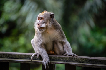A monkey in Monkey Mountain, Bali, Indonesia