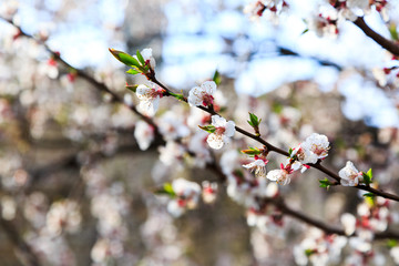 Blossoming cherry trees in spring. Sakura branches with sunlight. Nature background	