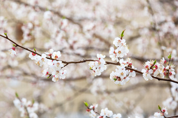 Blossoming cherry trees in spring. Sakura branches with sunlight. Nature background	