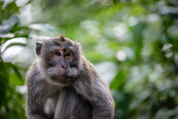 Naklejka na ściany i meble A monkey in Monkey Mountain, Bali, Indonesia