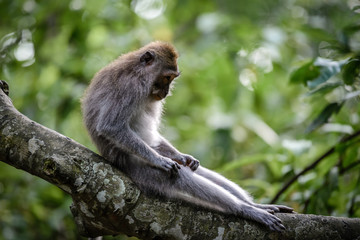 A monkey in Monkey Mountain, Bali, Indonesia