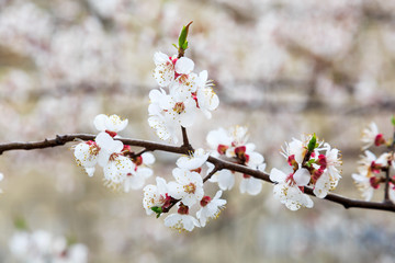 Blossoming cherry trees in spring. Sakura branches with sunlight. Nature background	