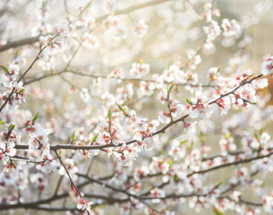 Blossoming cherry trees in spring. Sakura branches with sunlight. Nature background. Selective focus on buds.