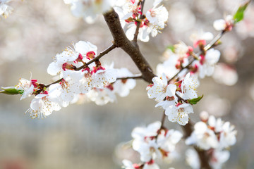 Blossoming cherry trees in spring. Sakura branches with sunlight. Nature background	