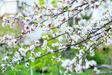 Blossoming cherry trees in spring. Sakura branches with sunlight. Nature background. Selective focus on buds.