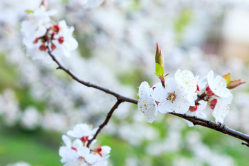 Blossoming cherry trees in spring. Sakura branches with sunlight. Nature background. Selective focus on buds.