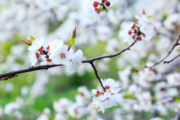 Blossoming cherry trees in spring. Sakura branches with sunlight. Nature background	