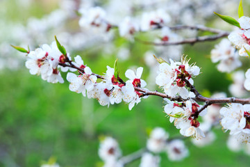 Blossoming cherry trees in spring. Sakura branches with sunlight. Nature background. Selective focus on buds.