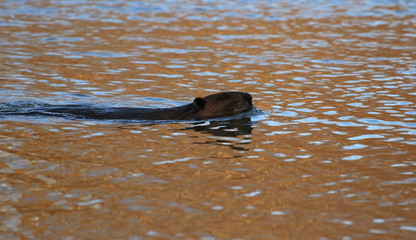 Obraz premium A North American Beaver (Castor canadensis) swimming on the surface of a pond in Kitchener, Ontario, Canada..