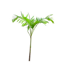 Betel palm tree isolated on white and clipping paths