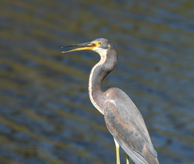 Blue-gray and white tricolored heron with a long neck and pointed yellow bill with dark tip is standing against dark blue-green water.