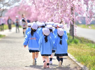 春・桜・散歩の園児