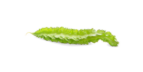 winged bean on white background