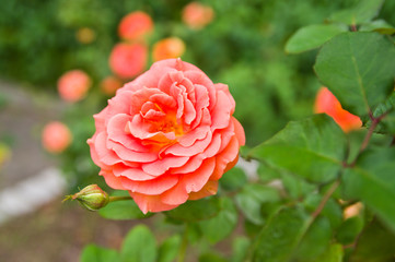 This flower is Rose.　The name of this rose is 