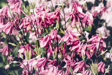 Summer background with blooming pink aquilegia flowers. Beautiful nature scene. Moody bold colors