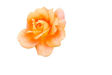 Rose flower isolated on white background.　The blank part can be used for the message board.