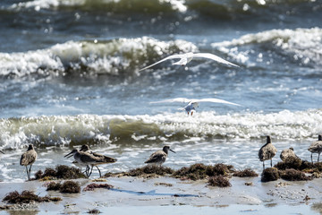 Birds landing on the beach with a wave coming in Florida