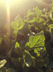 From inside the potato plantation. Intense natural green. First tuber outbreak in the Spanish countryside.  Young plant in irrigated orchard land.