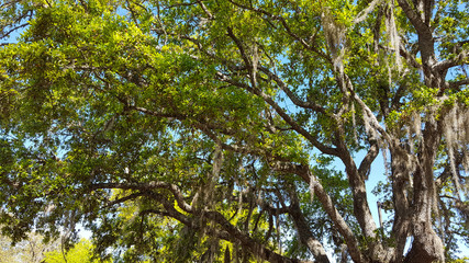 green leaves and Spanish moss against the sky