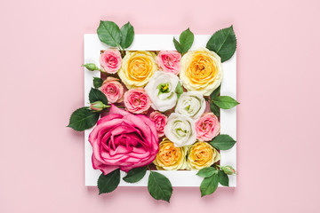 Frame and colorful roses over pink pastel background. Woman day natural creative concept
