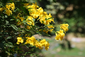 yellow flower