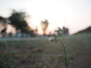 plant in the field