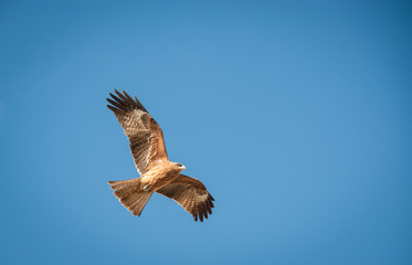 Black Kite, Soaring Bird
